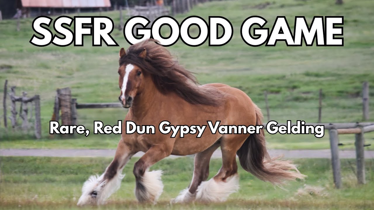 SSFR Good Game | Red Dun Gypsy Vanner