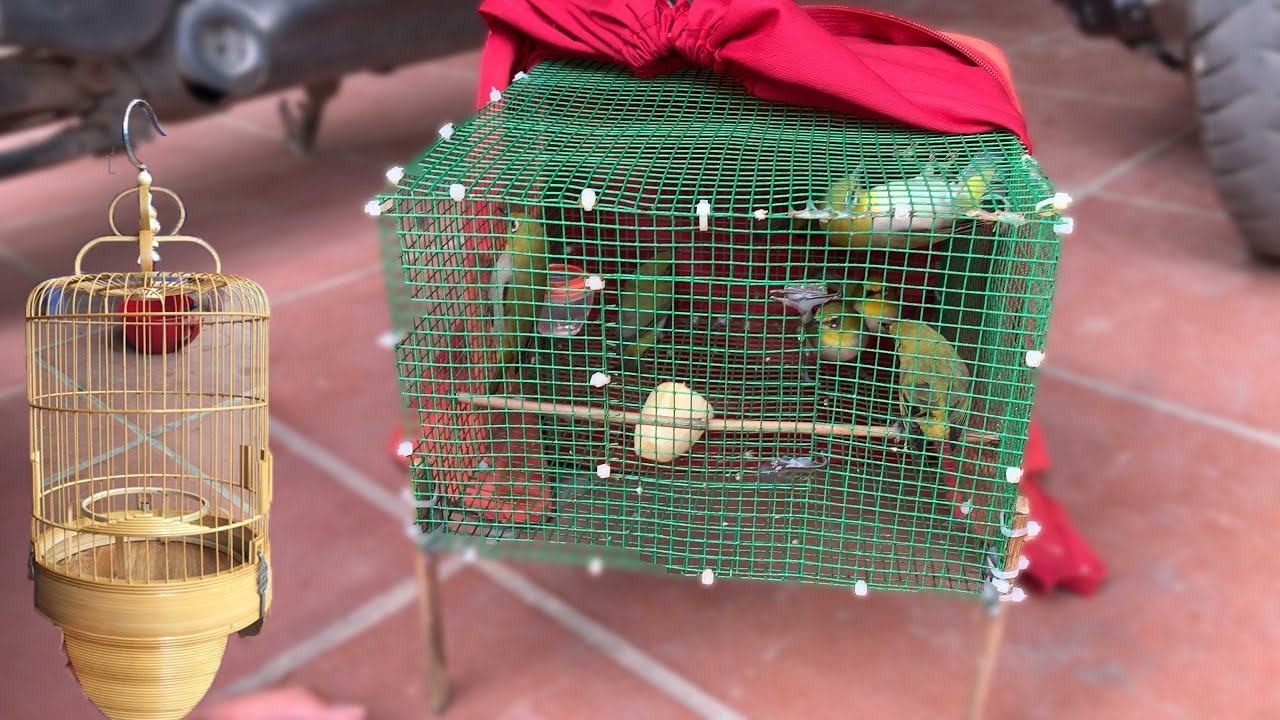 Mua Th&ecirc;m Lồng Khuy&ecirc;n V&agrave; Gặp Thanh Nhi&ecirc;n Đi B&aacute;n Chim/ Gạ M&atilde;i Kh&ocirc;ng B&aacute;n | bird