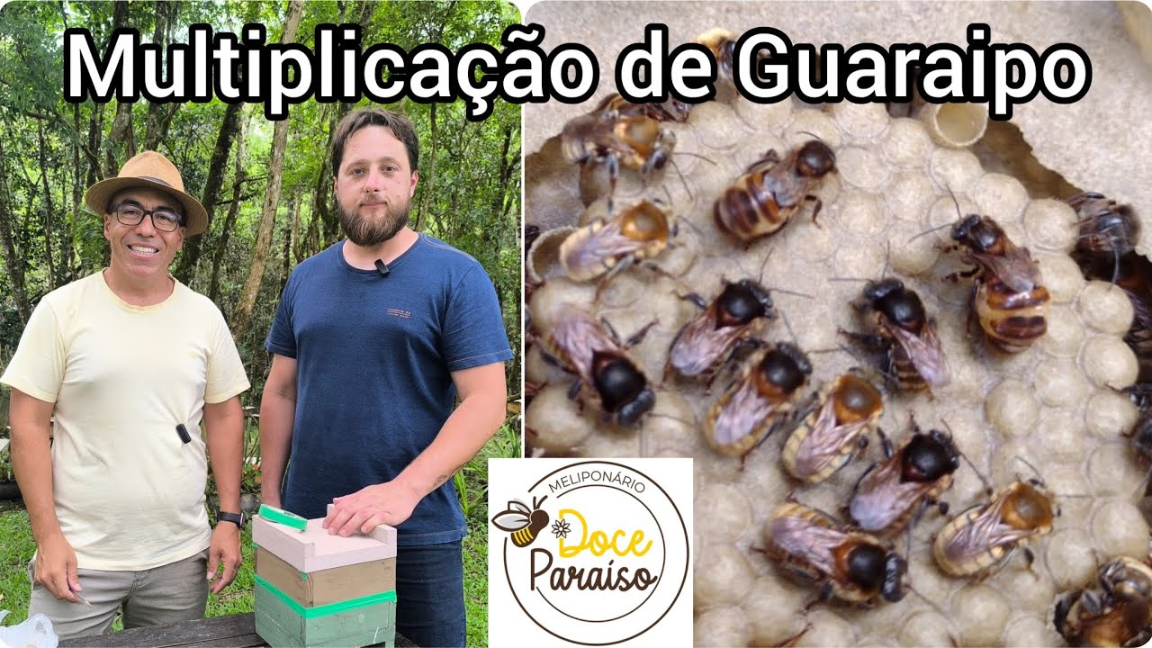 Multiplicação de Guaraipo com o Chef Edu Bacon (abelha nativa sem ferrão Melipona bicolor schencki)
