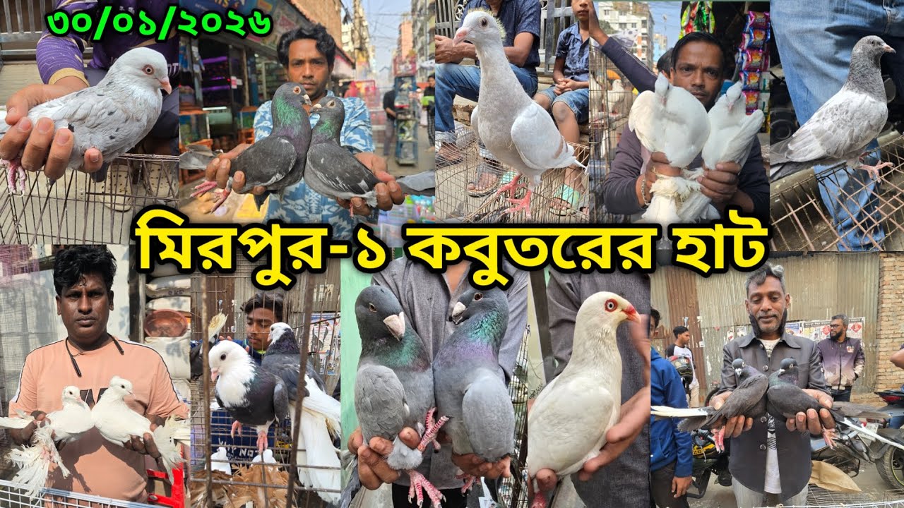 ৩০/০১/২০২৬ মিরপুর-১ কবুতর হাট || মিরপুর-১ কবুতরের হাট ২০২৫ || Mirpur-1 Pigeon Market || কবুতর বাজার