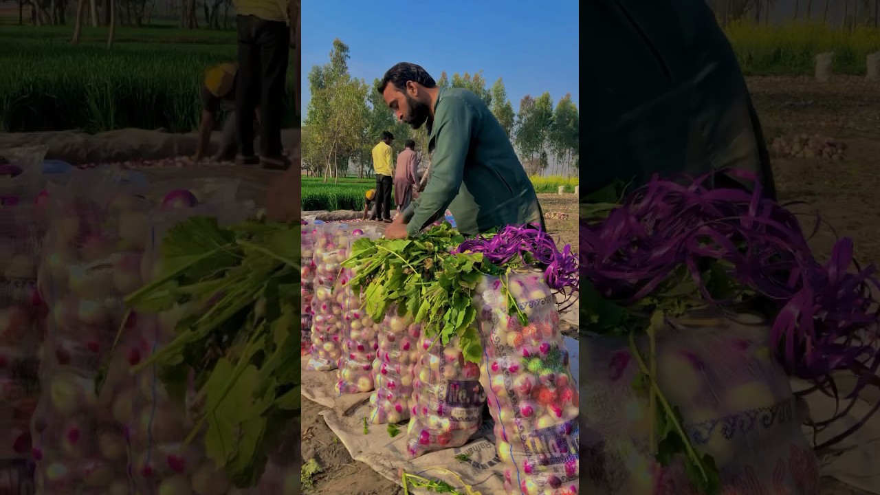 Real Simple village life in Punjab Pakistan/ #villagelife #shorts #lehndapunjab #rurallifeofpunjab