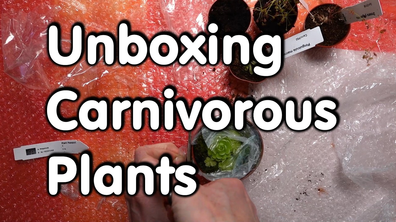 Unboxing Sundews and Pinguiculas from Dutch Seller Araflora