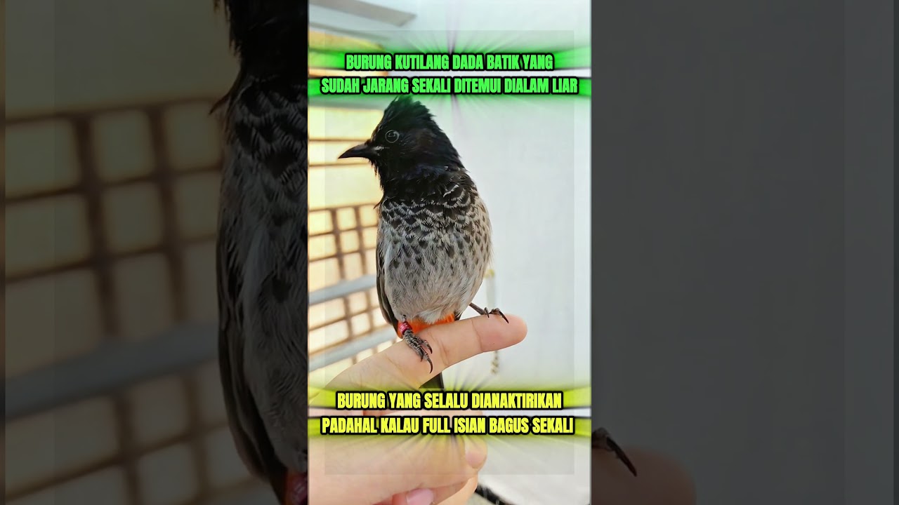 pancingan suara burung kutilang liar #kicauburunglovebird #burung #mangkicauoffecial #kicaumania