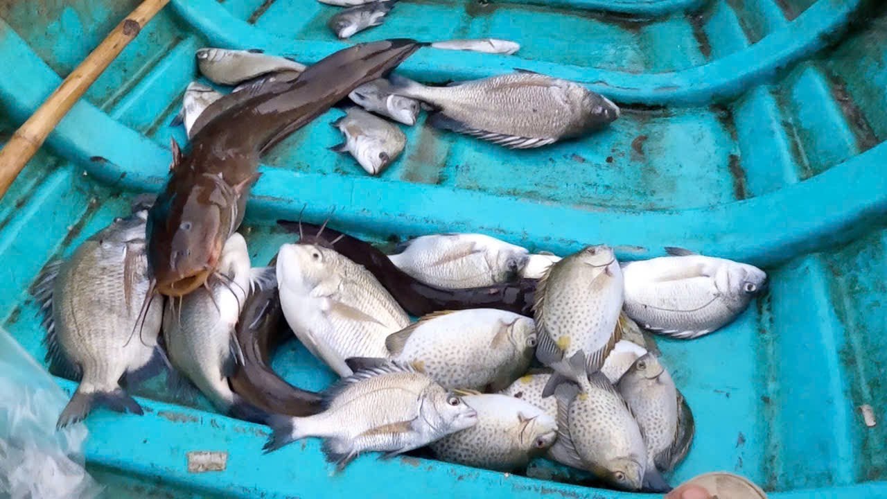 Câu cá ngày nước lớn trúng toàn cá to ngác tráp 