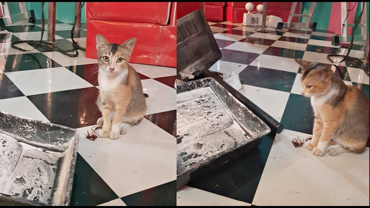 Kindest STRAY CAT Showed Up & ENTERTAINS Everyone as Supervisor 😍Refuses to LEAVE our SHOP 😭