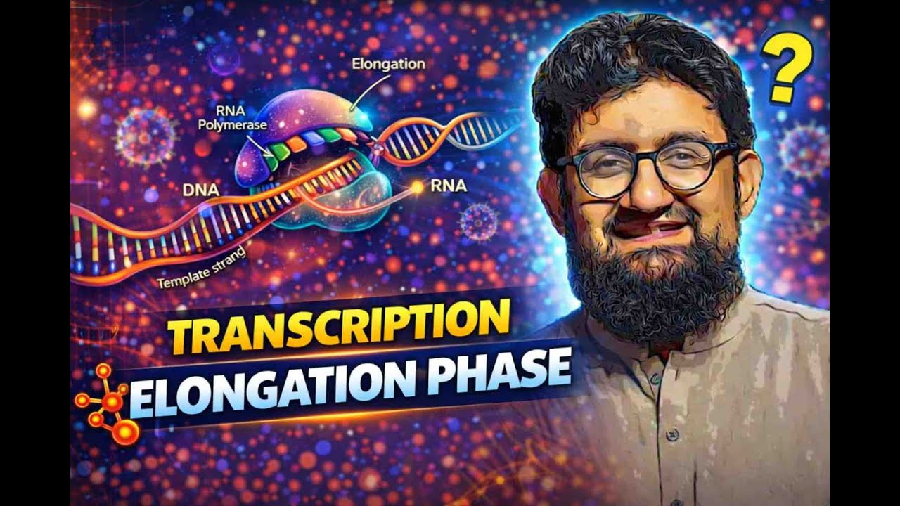 Transcription Elongation Phase  ( Protein Synthsis II)