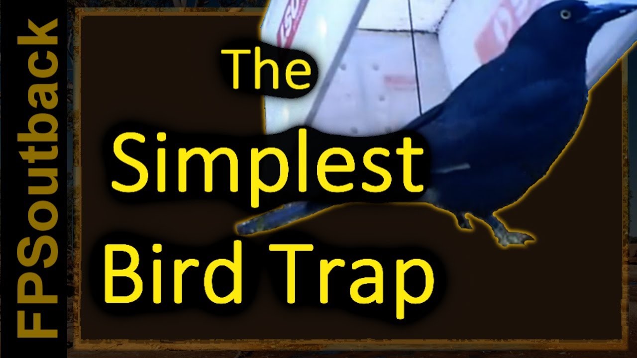 The Simplest Bird Trap