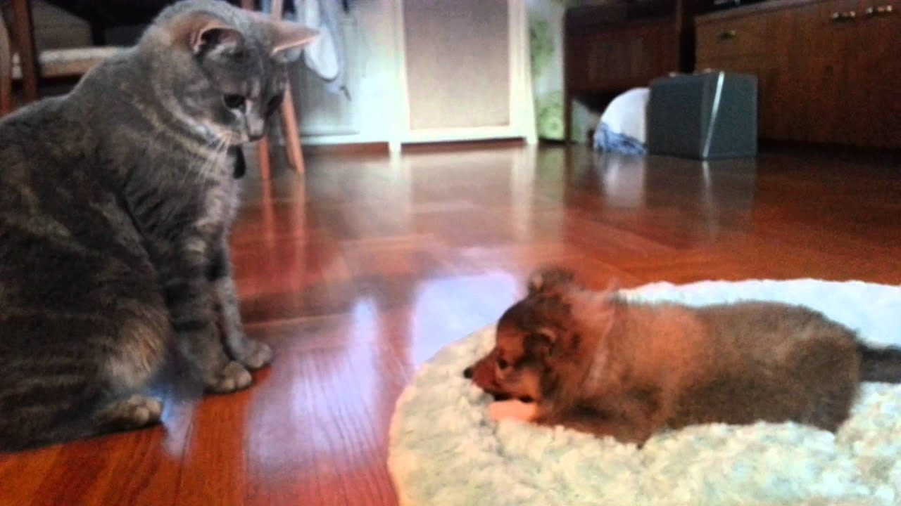 Shetland sheepdog puppy vs cat