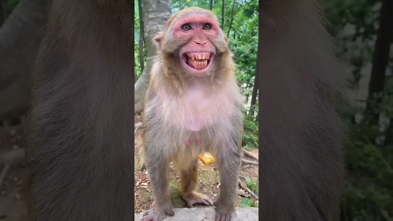 #hanuman  funny video#funny