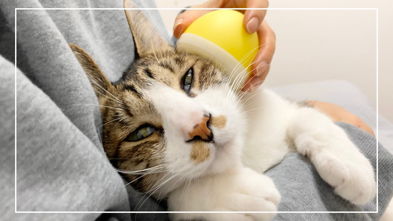 猫が初めてのマッサージにハマってこうなりました。笑【4K猫動画】