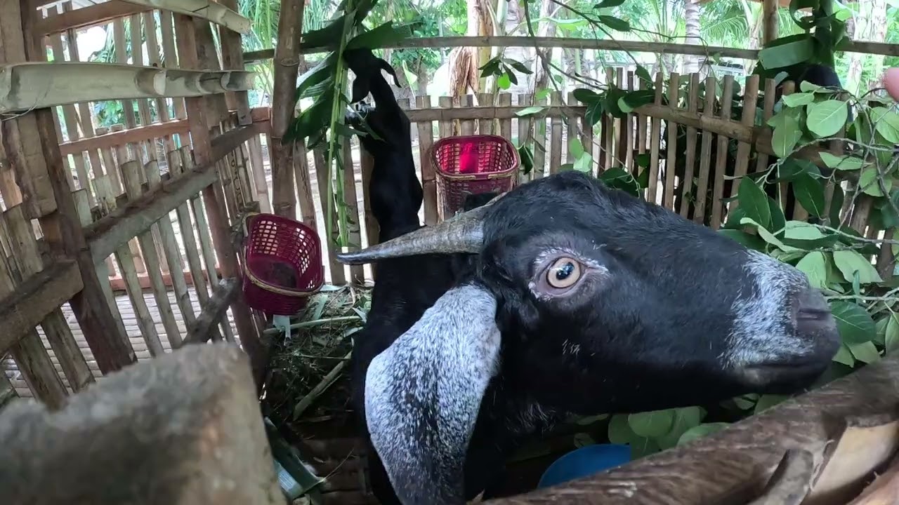 Buhay Farmer Sa Probinsya Carcar