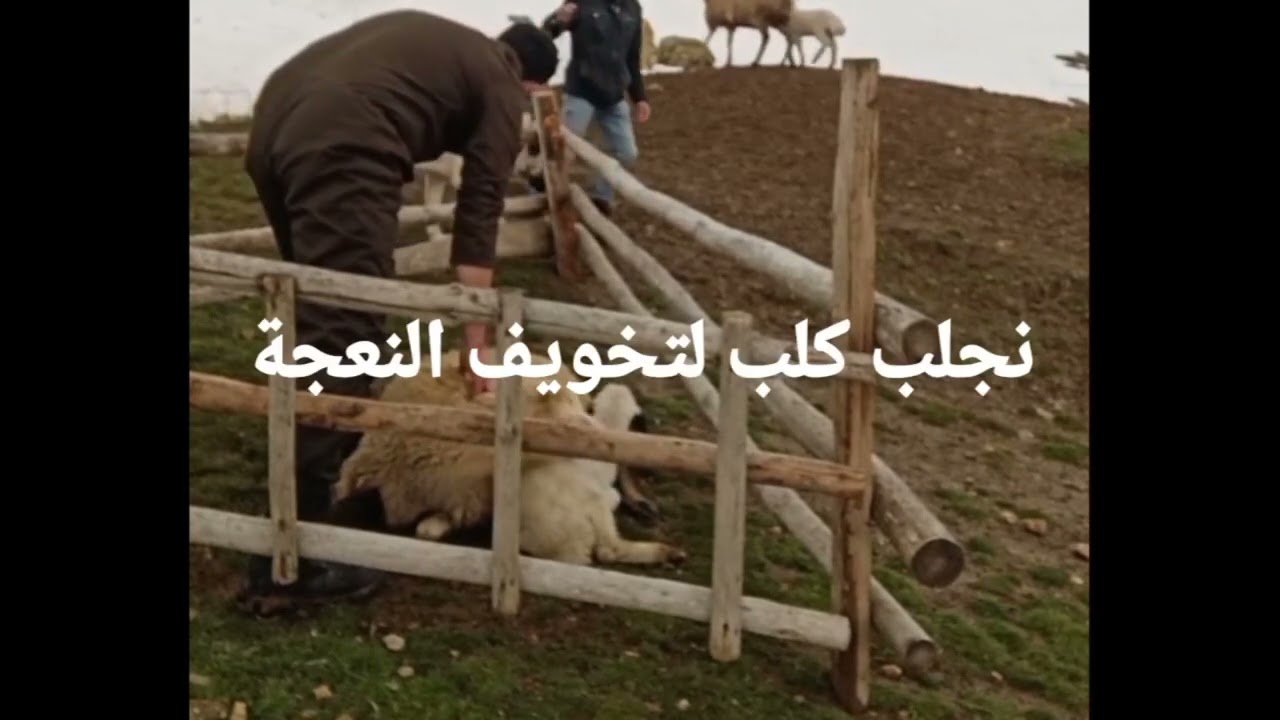 ترويم النعجة النافرة بالتخويف بكلب الكانغال ـ تربية الغنم بالجبال