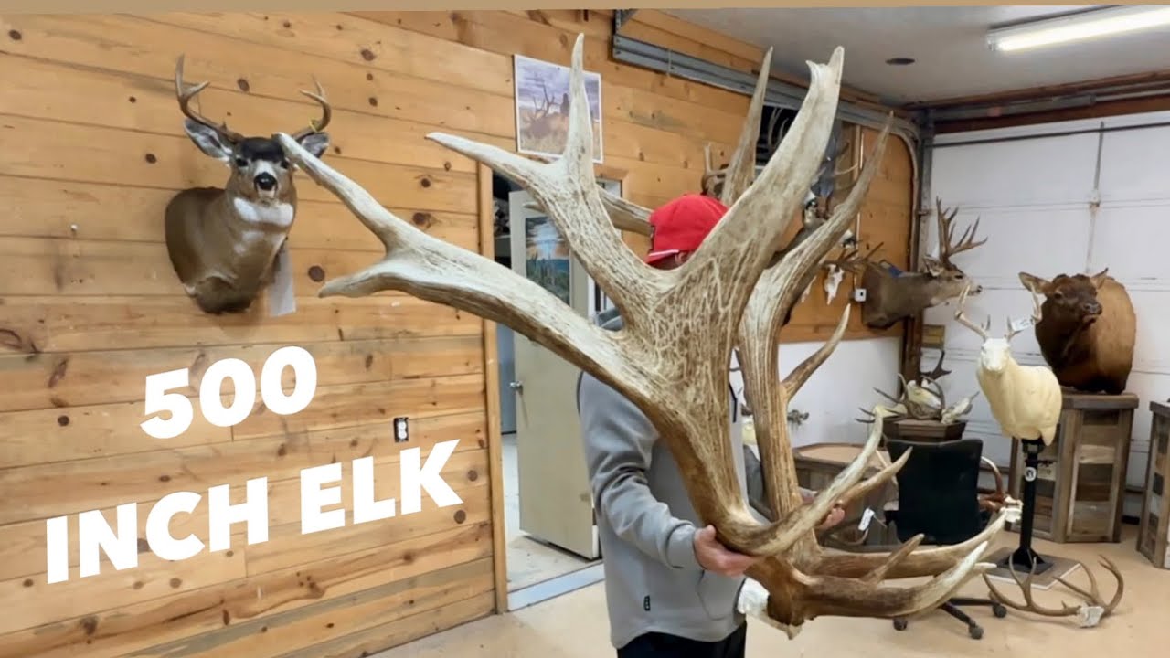 Pickup Up a 500”+ BULL ELK | Shop Tour and Taxidermy Tour