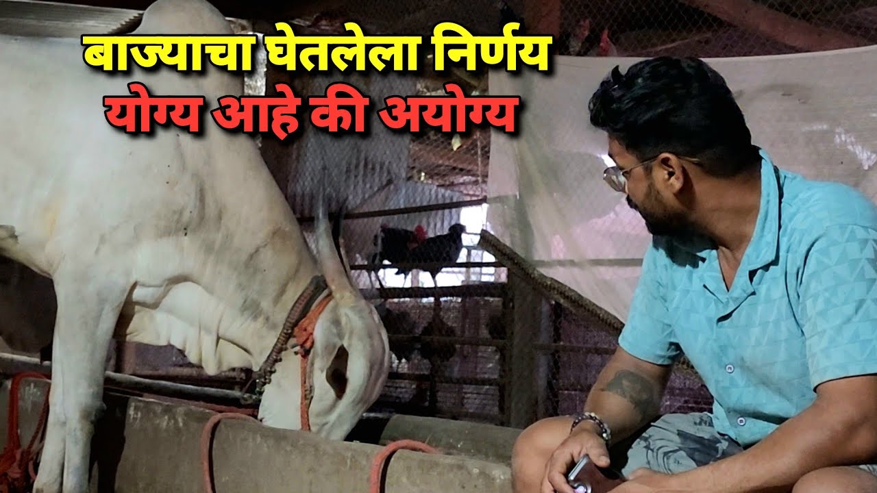 आज बाज्याचा घेतलेला निर्णय योग्य आहे की आयोग्य 🤔 |Bailgada Sharyat |