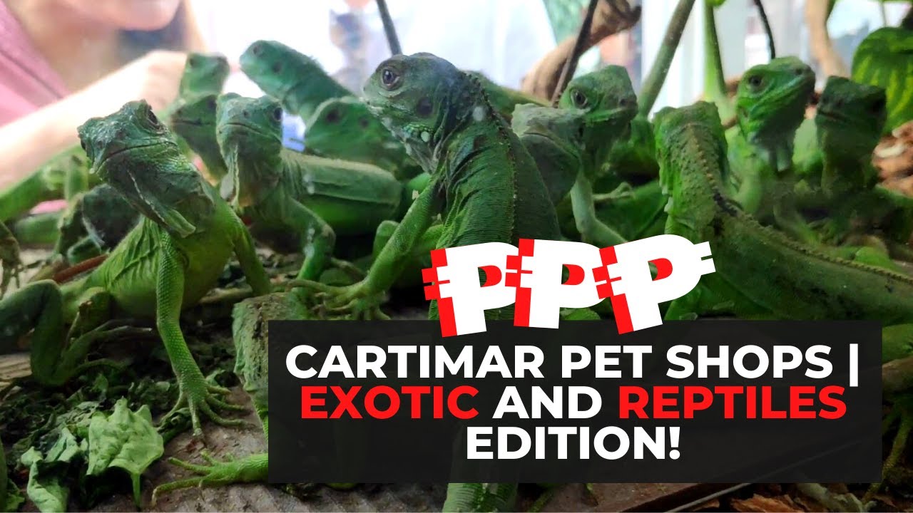 CARTIMAR Pet Shops Price Update | EXOTIC AND REPTILES EDITION!