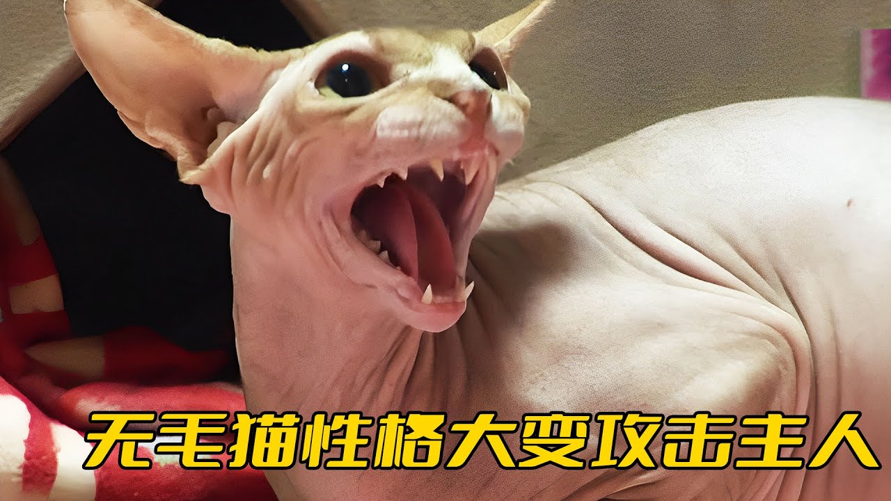 無毛猫瘋狂攻擊主人，可主人非但沒有怪罪，還直言心疼到落淚