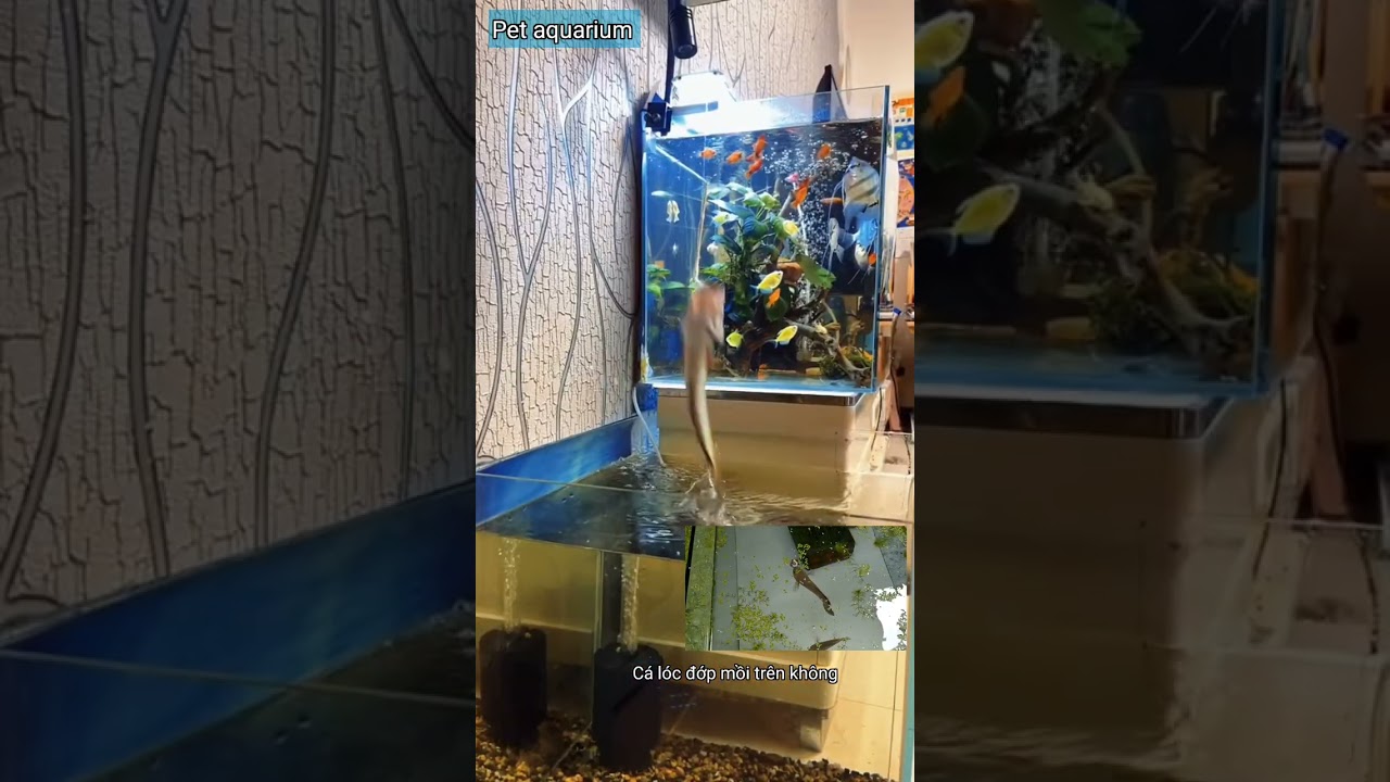 C&aacute; L&oacute;c Cảnh, C&aacute; L&oacute;c Sung Nhất Trong Năm #pet #fish #aquarium