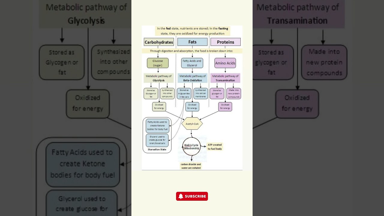 Energy Metabolism: Carbohydrates, Fats, and Proteins Explained!