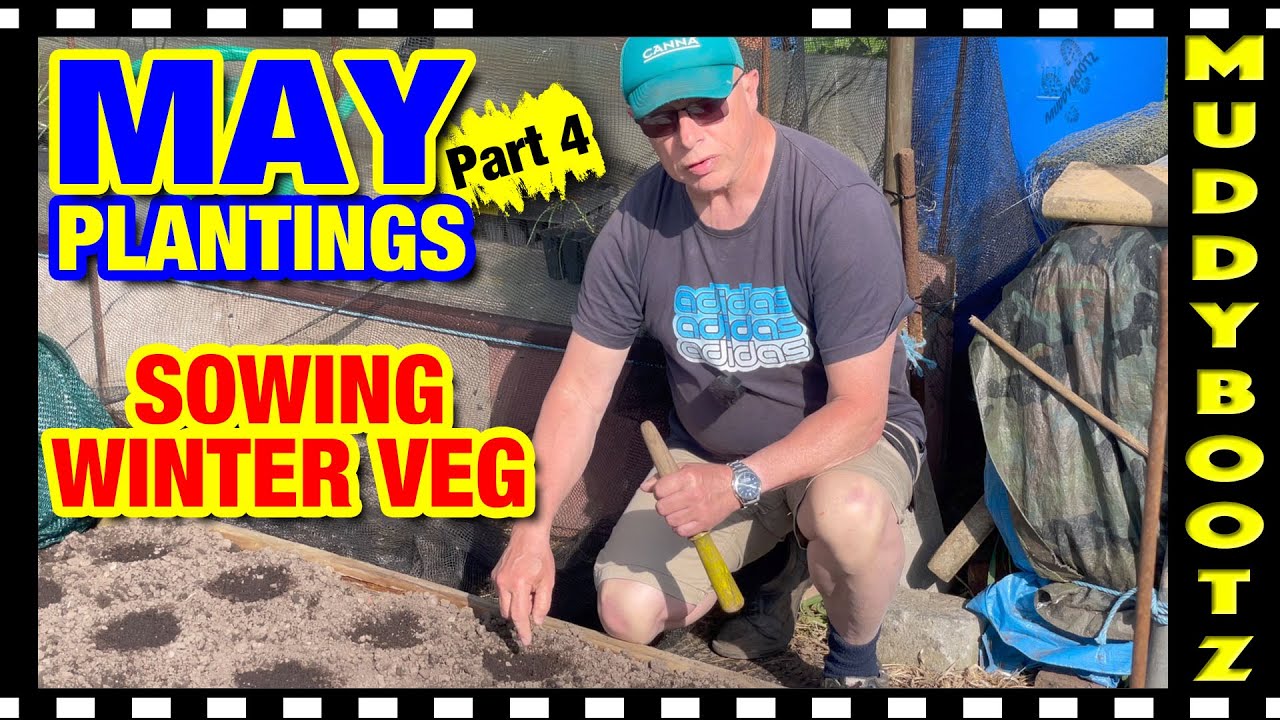 🌻317 🌻 SOW WINTER VEGETABLES 🌻 WHAT TO PLANT IN MAY 🌻 PART 4 🌻