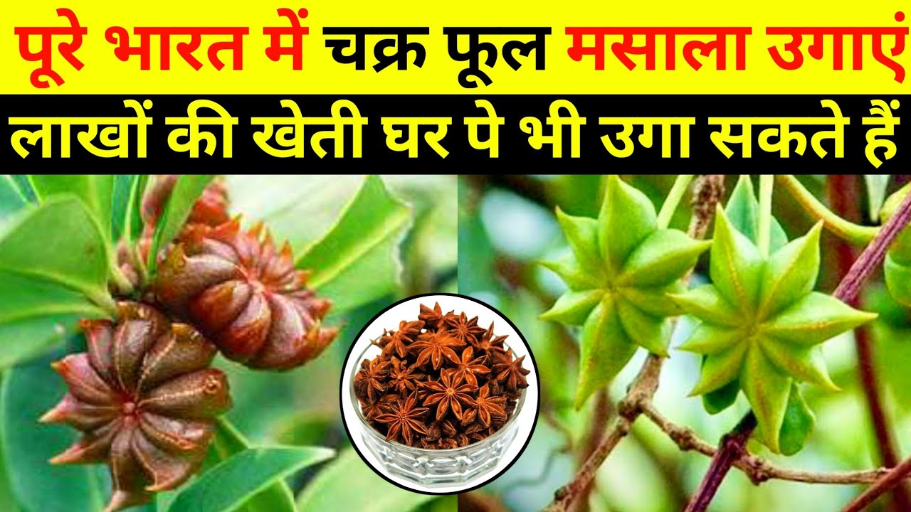 चक्र फूल मसाला की खेती, star Anise farming, chakar phool masala ki kheti, star masala ki kheti,