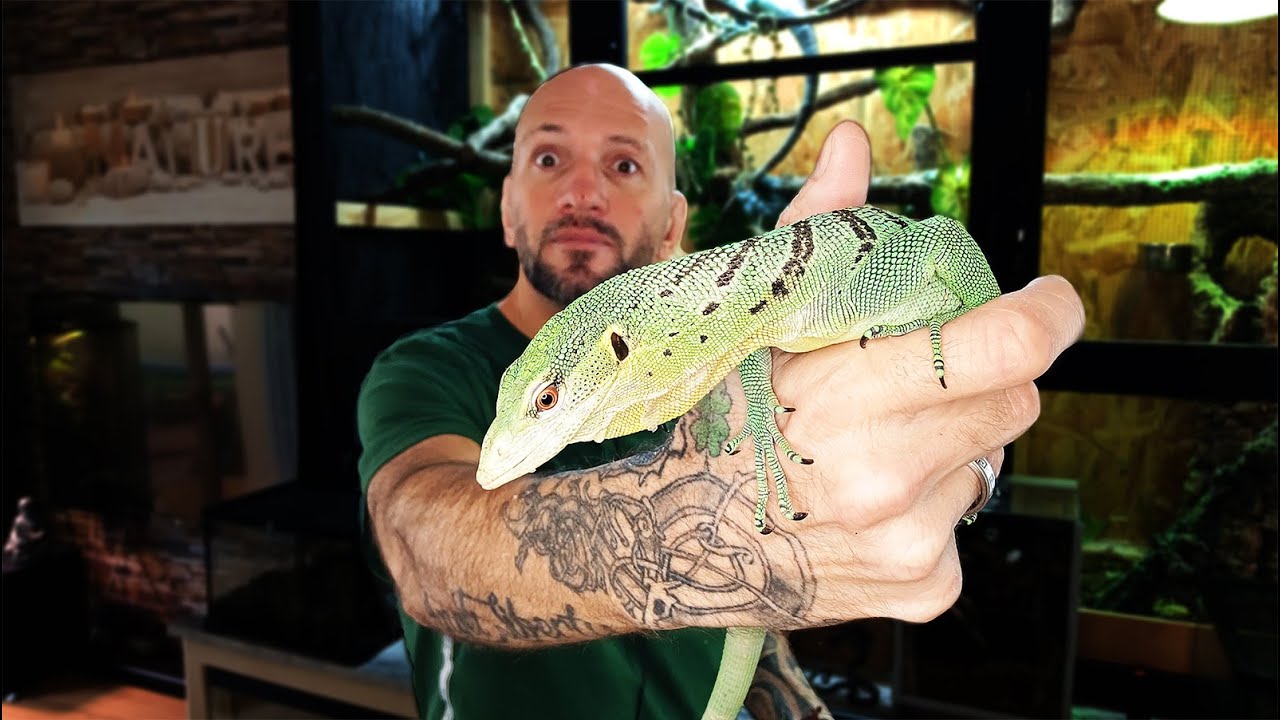 Découvrez mon magnifique Varanus prasinus dans cette vidéo