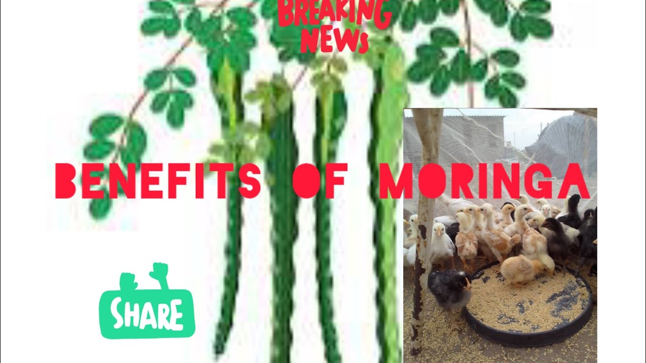 Benefits of using moringa leaves in poultry #farming #commercial #chicken #livestockfarming #farm