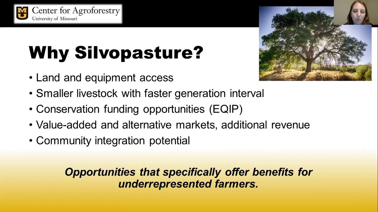 Finding Wisdom in Our Roots With Silvopasture - Pearls of Production