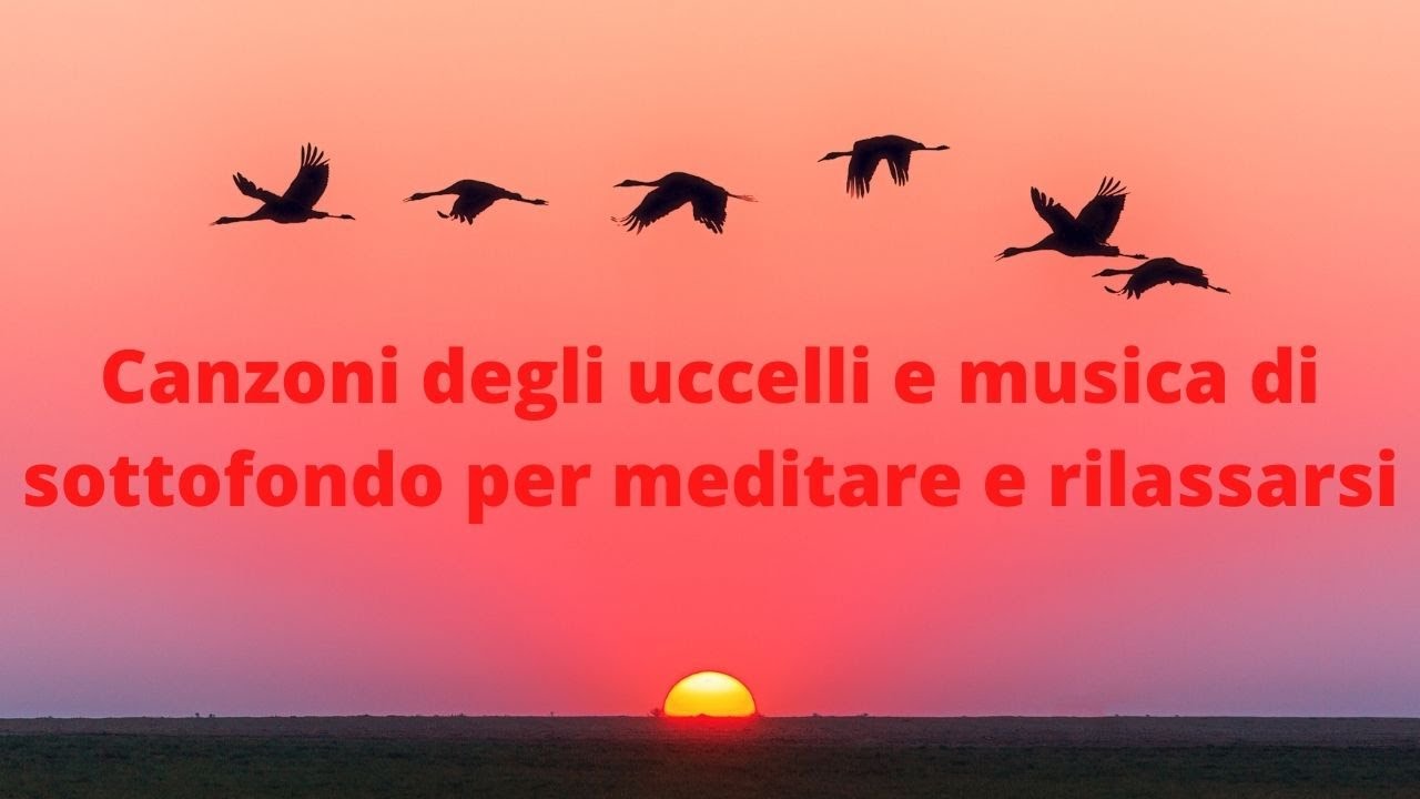 Canzoni degli uccelli e musica di sottofondo per meditare e rilassarsi