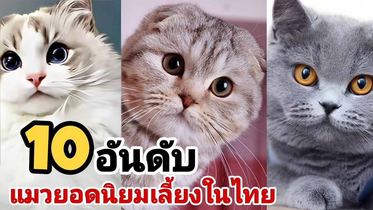 10 แมว นิยมเลี้ยงในประเทศไทย