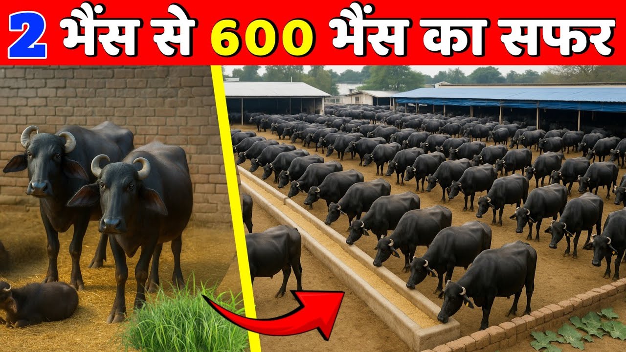 600 भैंसों से सालाना 7 करोड़ | Buffalo Farming Business