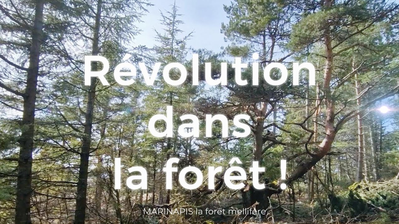 Révolution dans la forêt mellifère!