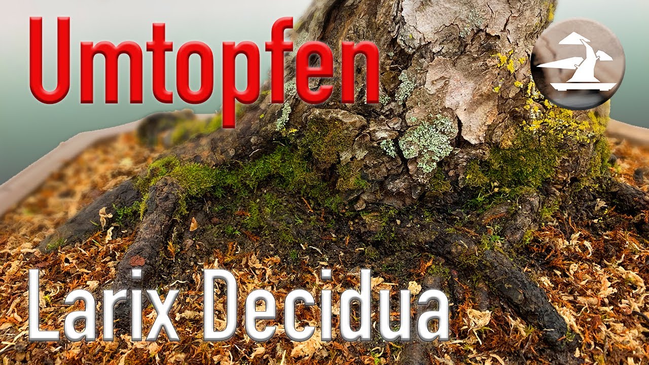 Alten Bonsai umtopfen. Die Lärche (Larix) bekommt neues Substrat.