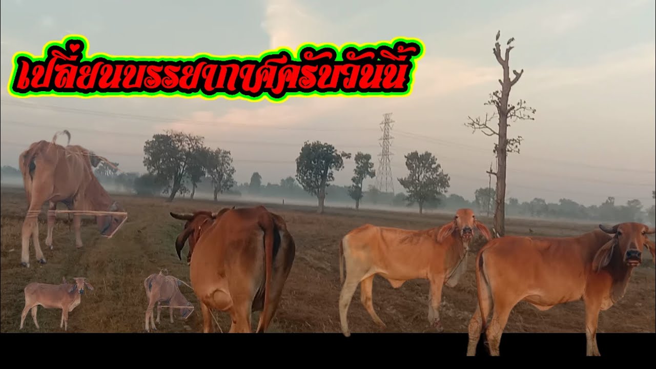 วันนี้เปลี่ยนบรรยากาศ#เที่ยวทุ่งนาตอนเช้าๆรับอากาศบริสุทธิ์