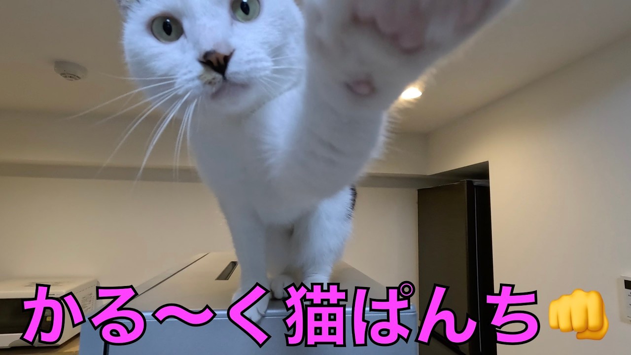 保護猫ナターシャの569日目：高いところから見下ろす