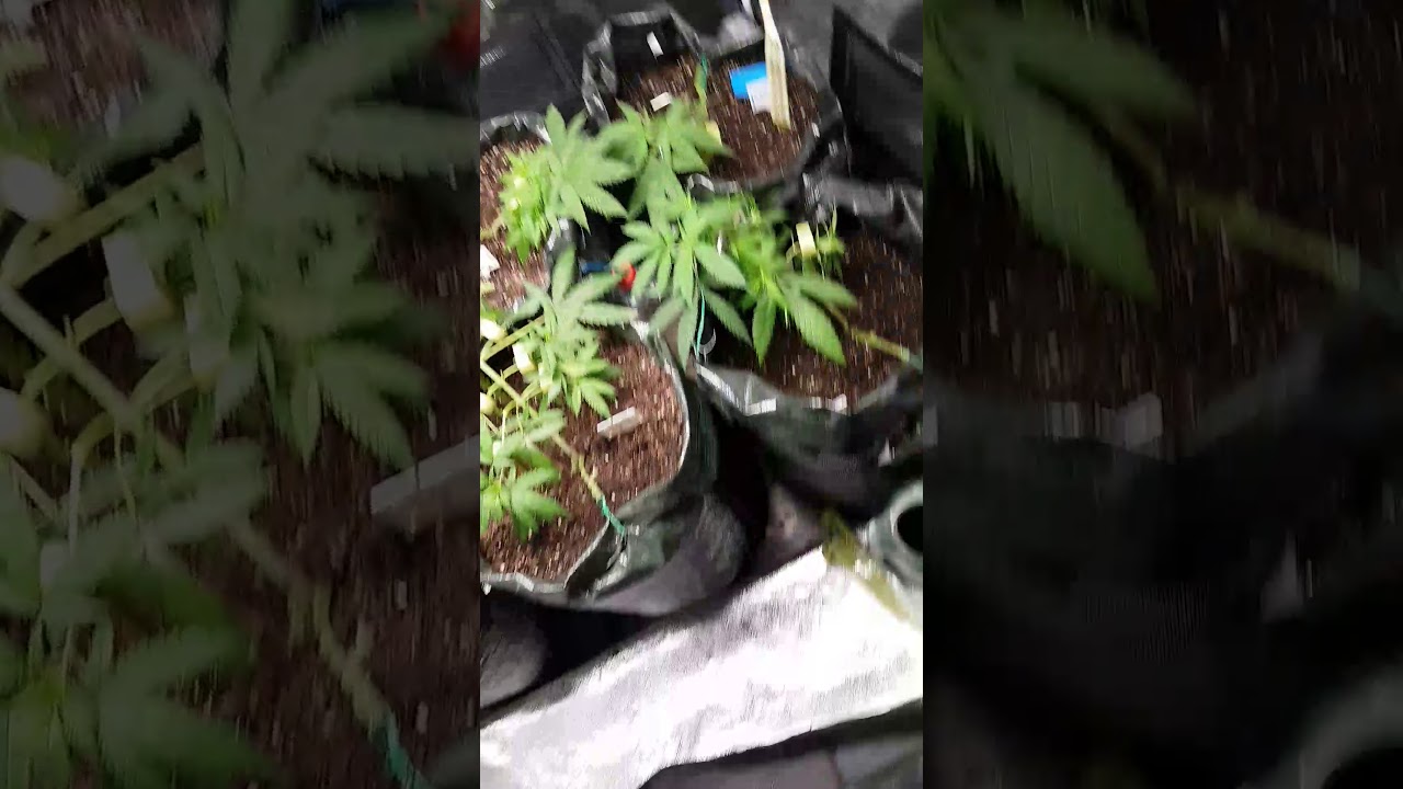 Low stress training my 