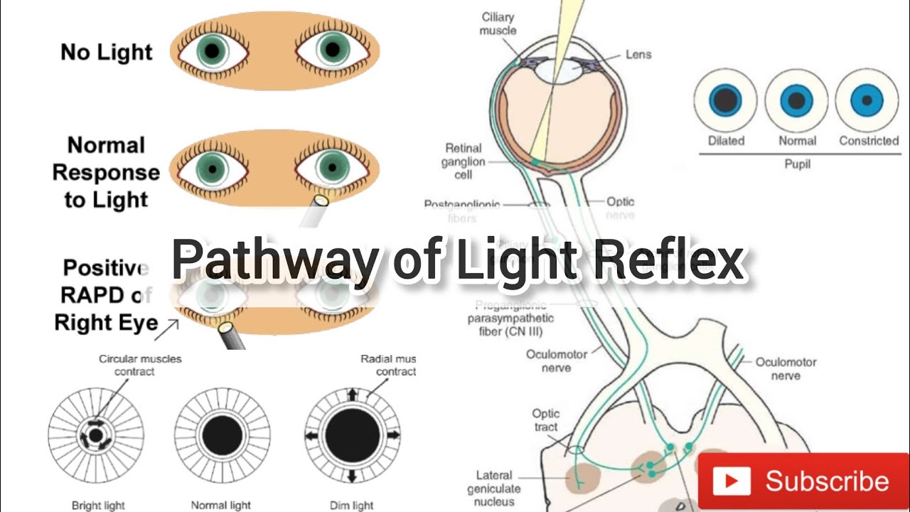 Pupillary Light Reflex Pathway | Mechanism