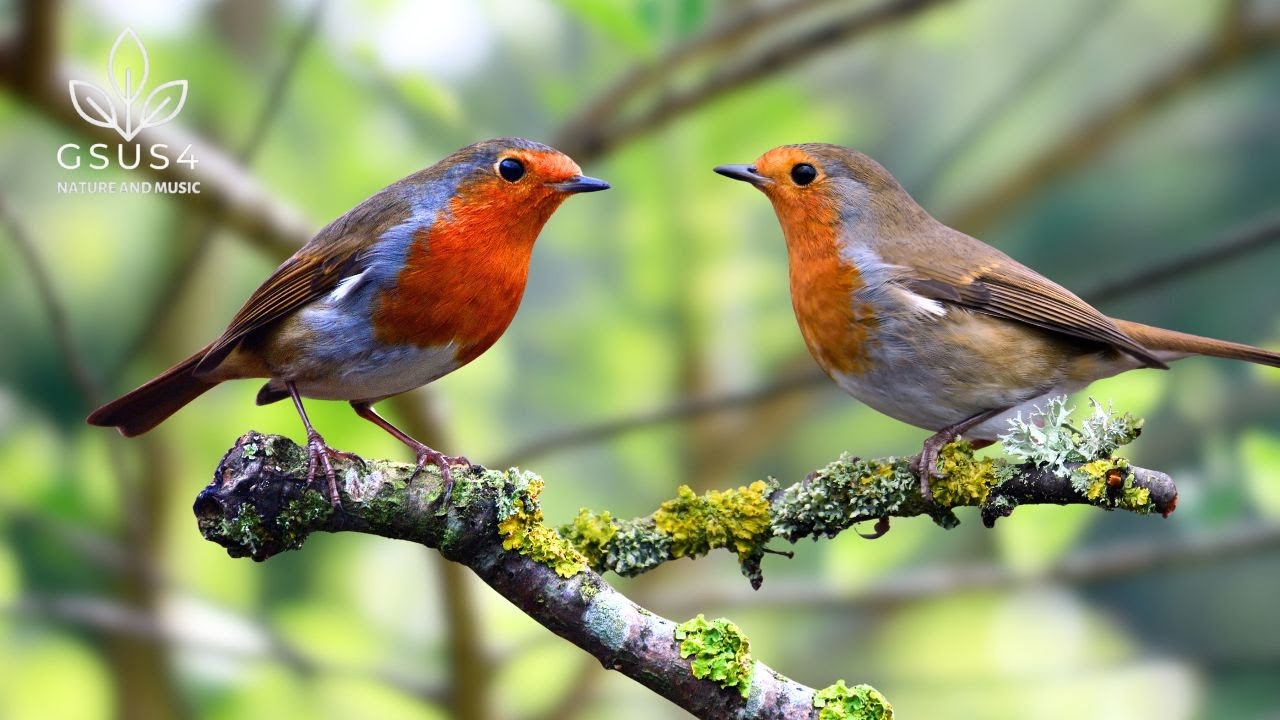 Birds Chirping - Forest Ambience for Deep Sleep & Focus | Peaceful Nature Sounds