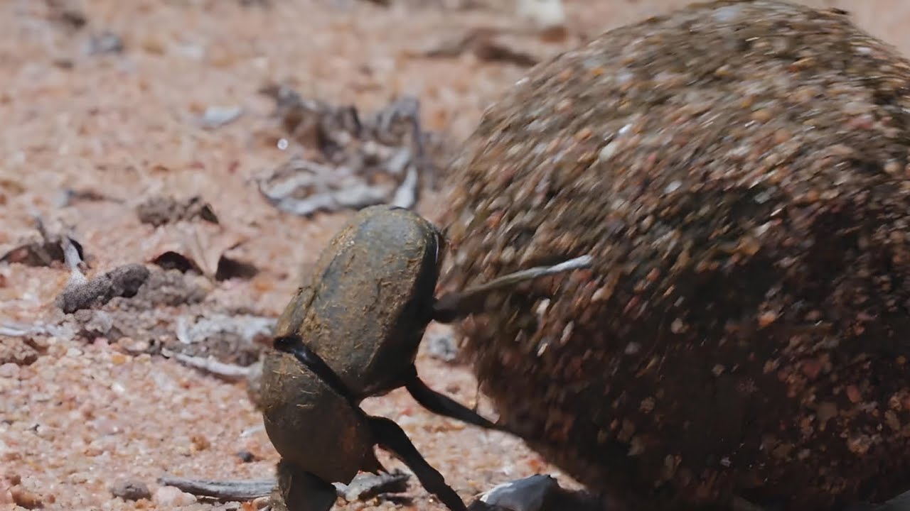 Dung Beetle Documentary