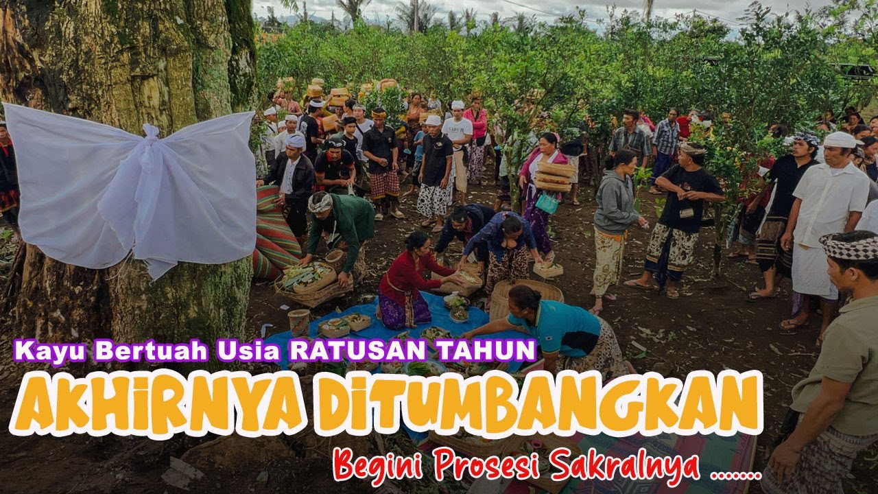 Ada Kerauhan Saat Kayu Bertuah Usia RATUSAN TAHUN ini diTumbangkan😱 | Begini Prosesi Sakralnya
