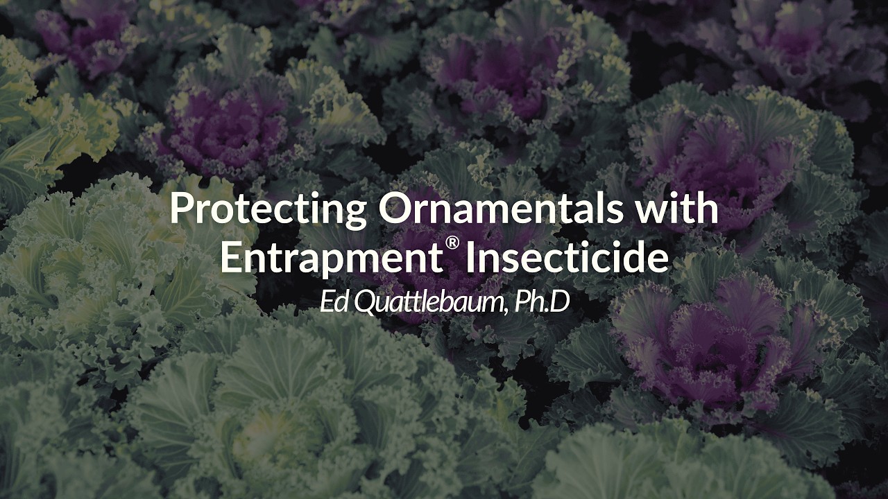 Protecting Ornamentals with Entrapment® Insecticide