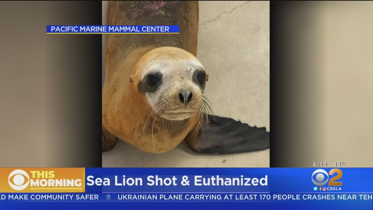 Sea Lion Found With Pellet Gun Wound Euthanized