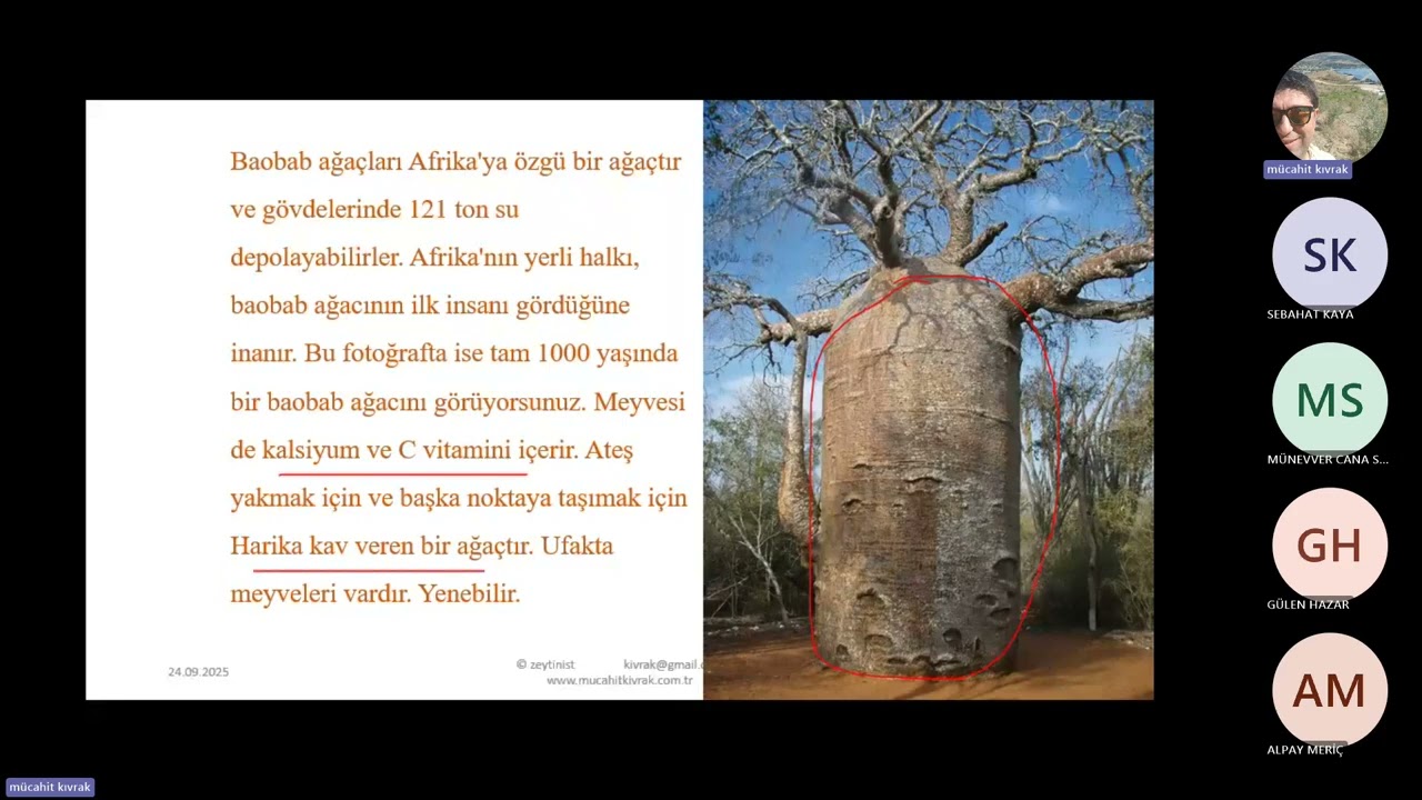 zeytinyağı teknolojisi temelleri