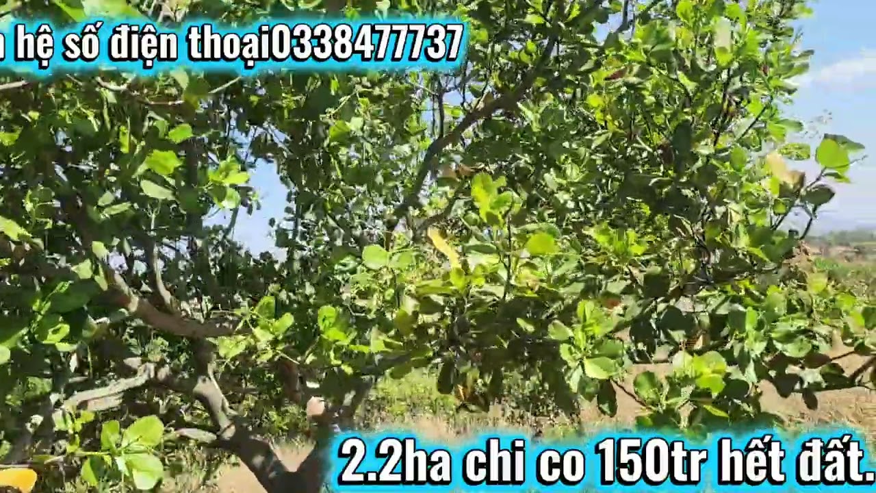 sang nhượng lô đất giá rẻ 2.2ha mà gia chi có 150tr nguyên lô lh 0338477737 zalo 0877892666 