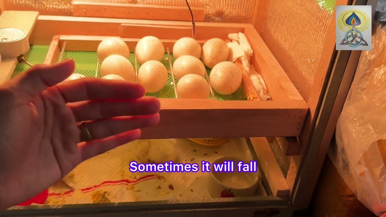 ตู้ฟักไข่สองระบบ 30ฟอง ระบบอัตโนมัติ￼ EP71 ￼Small automatic two-system egg incubator ￼小型全自動兩系統孵化機