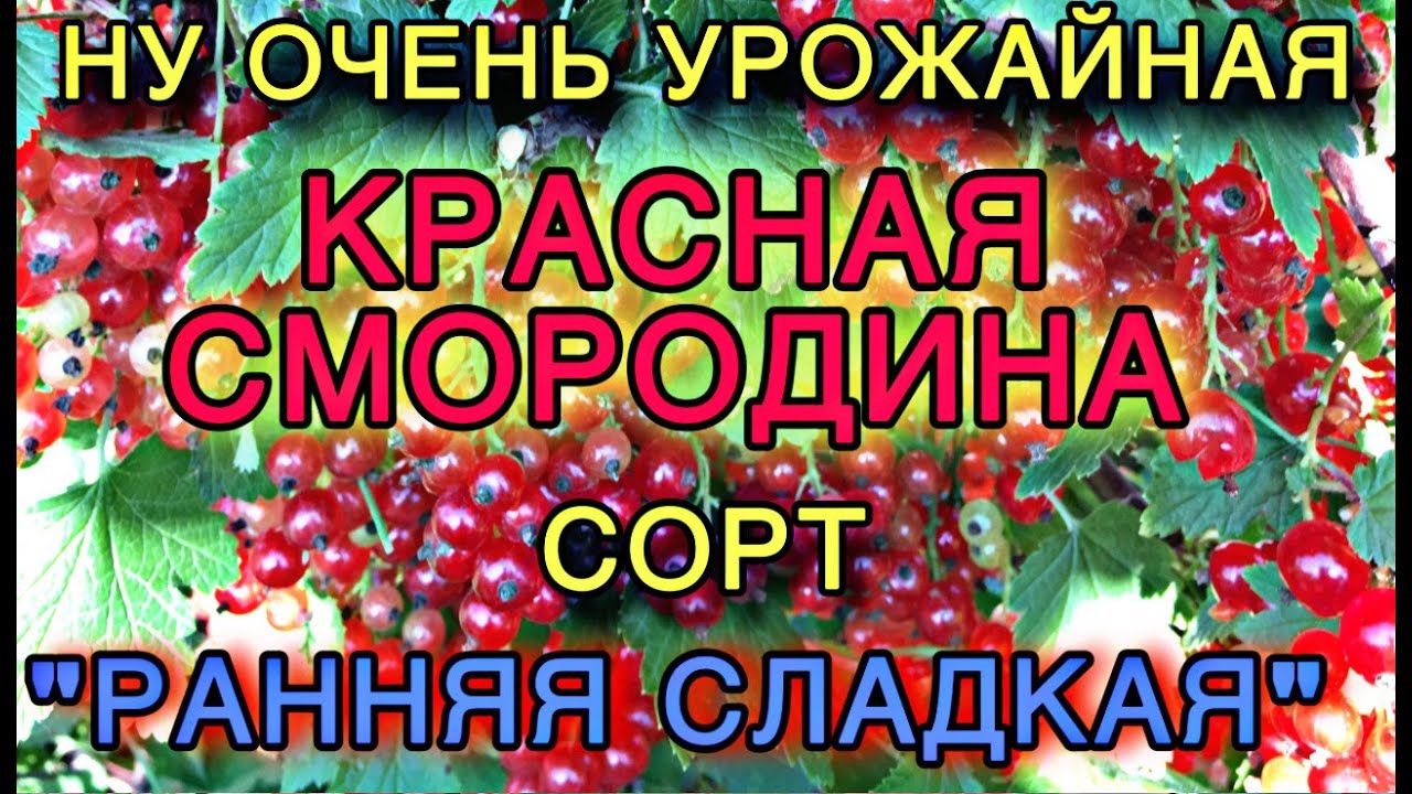 Красная смородина (Ribes rubrum). Саженцы в наличии.