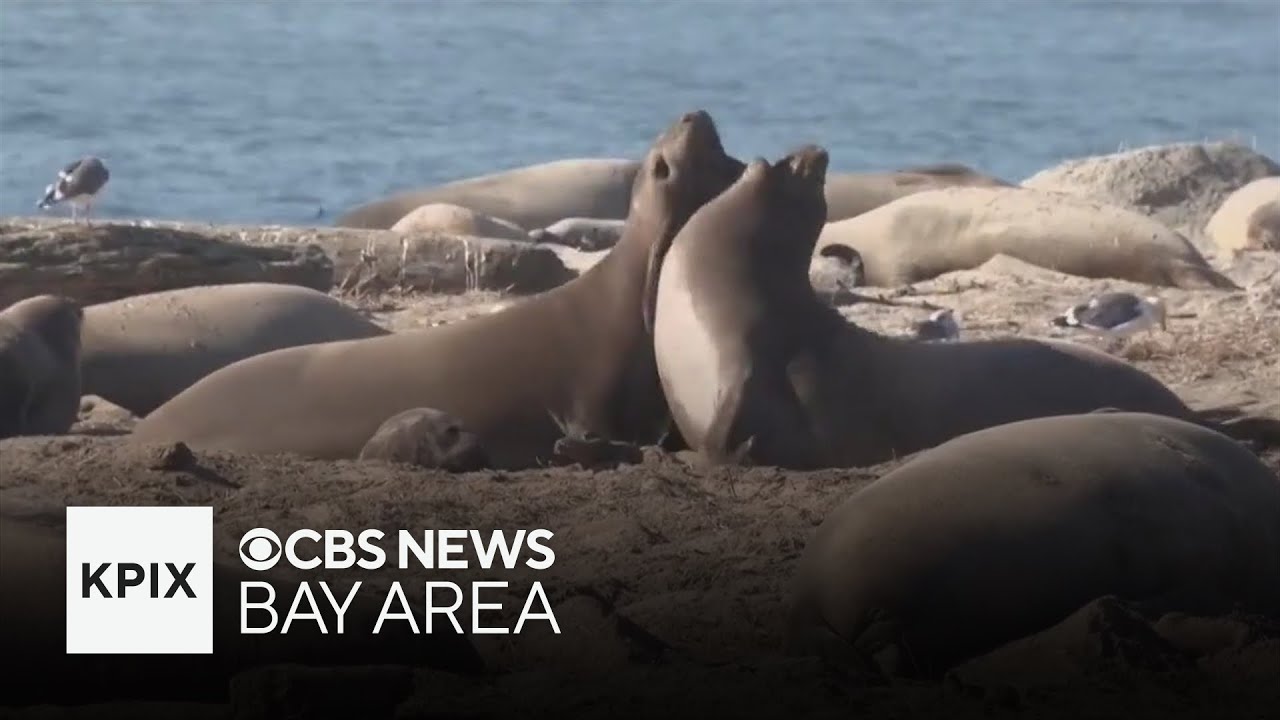Avian flu killing elephant seals along Northern California coast