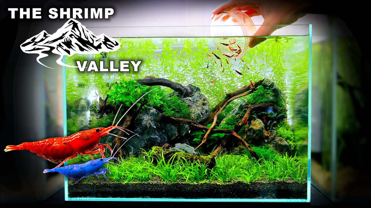 FULL AQUARIUM BUILD - The Shrimp Valley: Nano Neocaridina Shrimp Tank