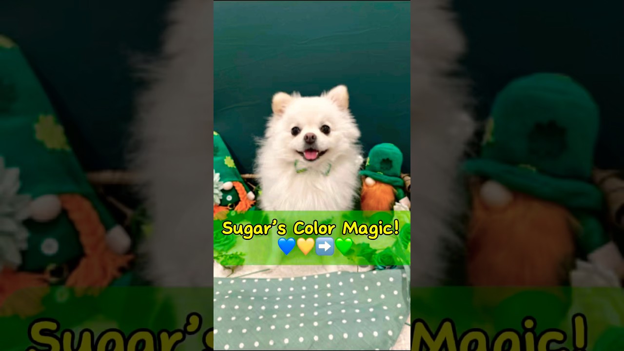 Blue + Yellow = Green 💙💛💚 Sugar Discovers GREEN! 💚