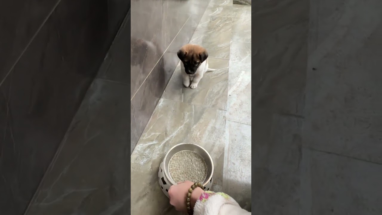 doggo #shortvideo #memes #lifebalance #furrbabies #furparent