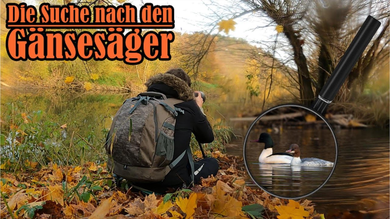 Auf der Jagd nach dem Gänsesäger – Fotoabenteuer am Wasser 🦆🔍📸